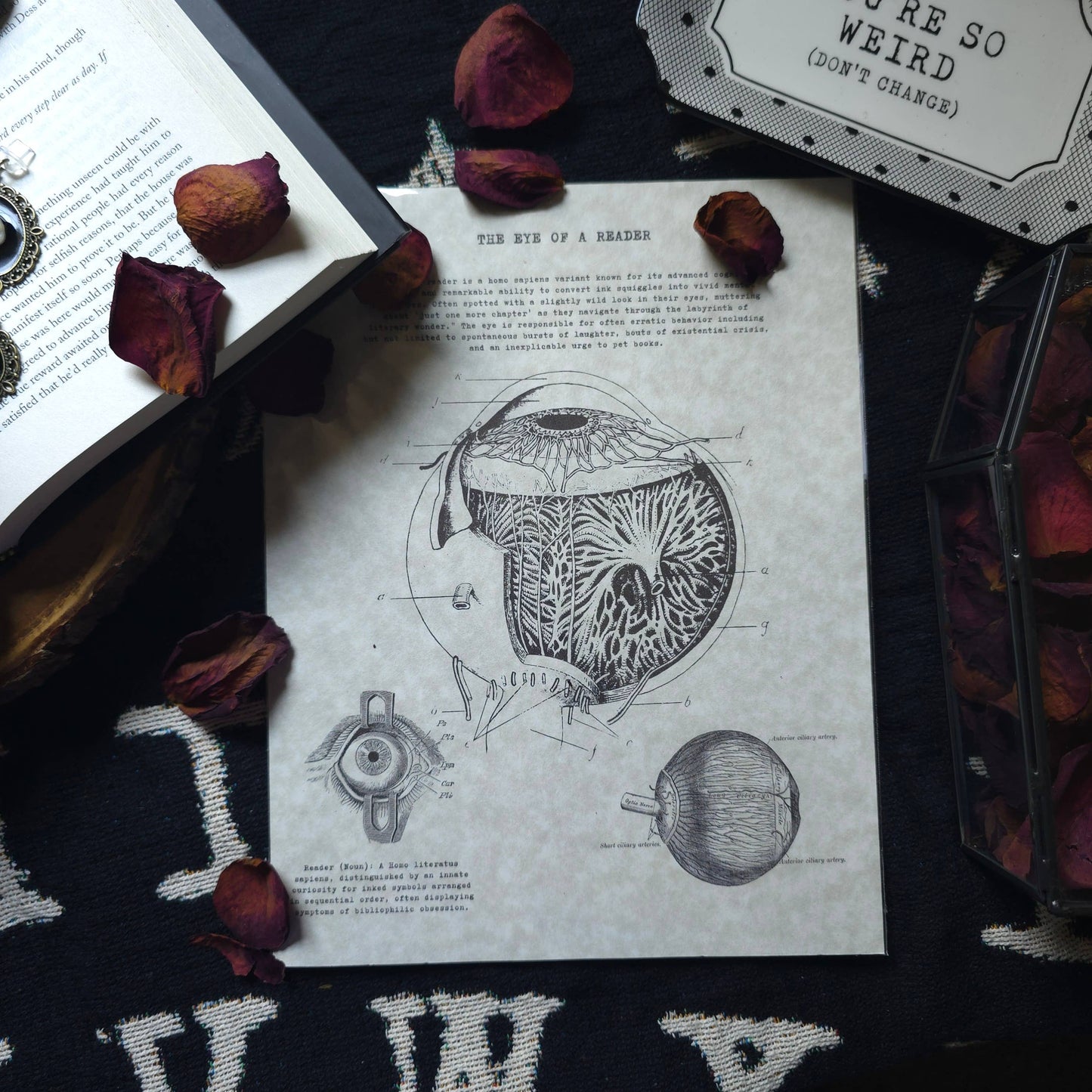 Reader Anatomy Ephemera Prints